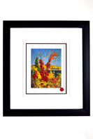 Group of Seven Tom Thomson "Autum Foliage" Framed Limited Edition